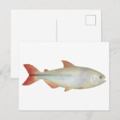 Camapuã Postkarte (Vorne/Hinten)