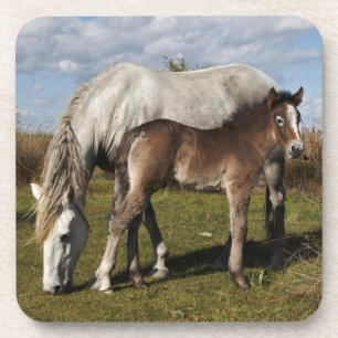 Camargue-Fohlen mit Mutter Getränkeuntersetzer