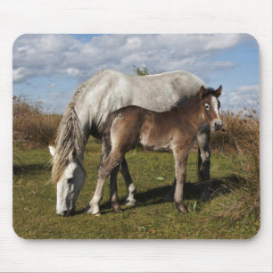 Camargue-Fohlen mit Mutter Mousepad