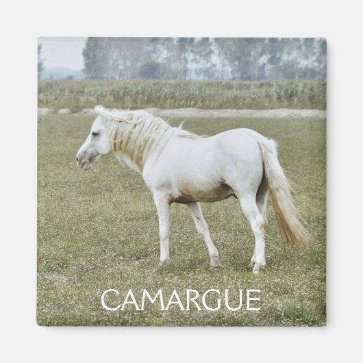 Camargue-Hengstmagnet Magnet (Vorne)