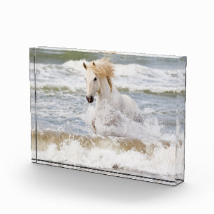 Camargue Horn im Surf Fotoblock