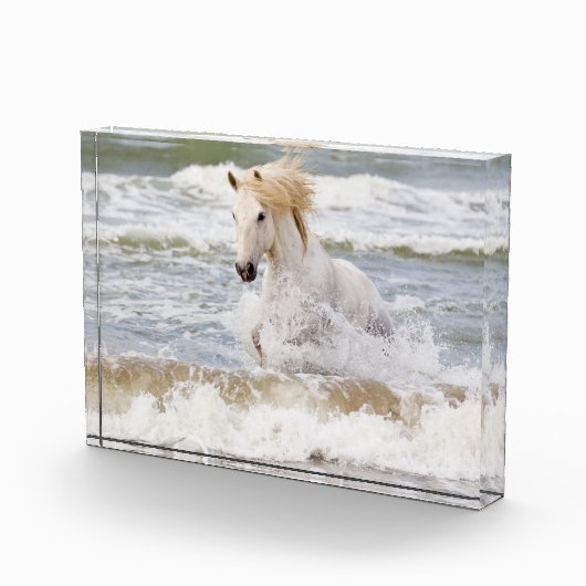 Camargue Horn im Surf Fotoblock (Rechts)