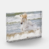 Camargue Horn im Surf Fotoblock (Links)