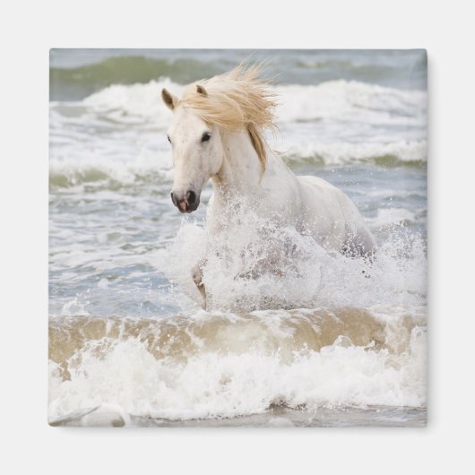 Camargue Horn im Surf Magnet (Vorne)