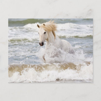 Camargue Horn im Surf Postkarte