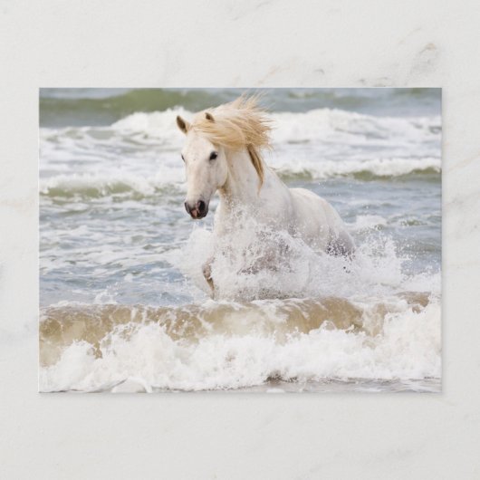 Camargue Horn im Surf Postkarte (Vorderseite)