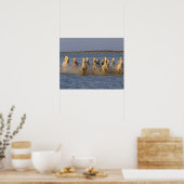 Camargue Horse (Equus caballus) Poster (Küche)