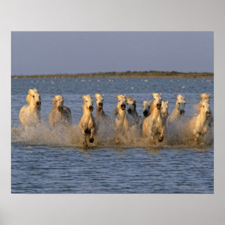 Camargue Horse (Equus caballus) Poster