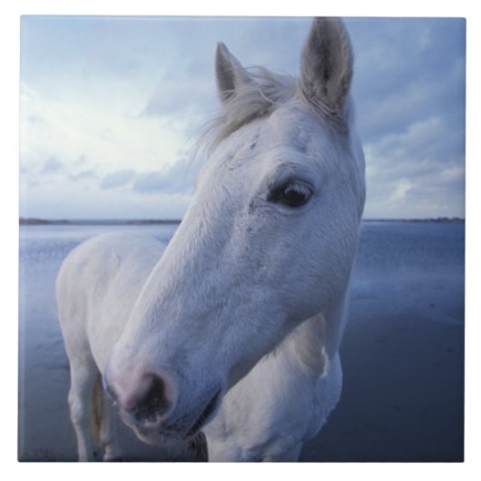 Camargue Horse Fliese (Vorderseite)