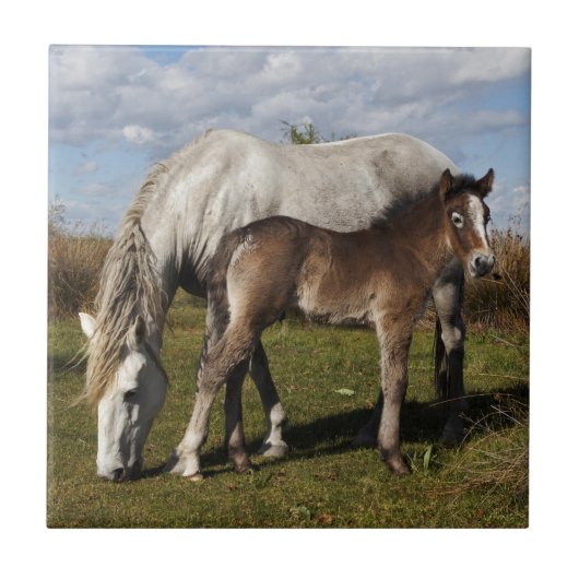 Camargue Horse Foal mit Mutter Fliese (Vorderseite)