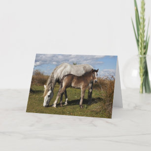 Camargue Horse Foal mit Mutter Karte