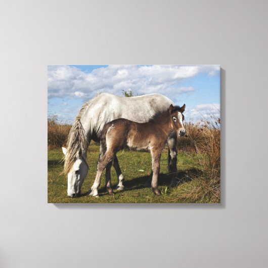 Camargue Horse Foal mit Mutter Leinwanddruck (Vorderseite)