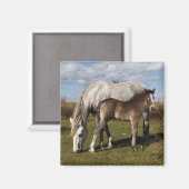 Camargue Horse Foal mit Mutter Magnet (Vorderseite/Rückseite)