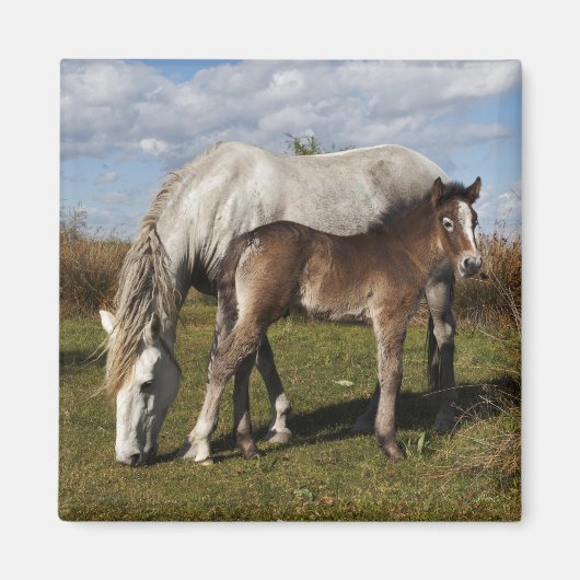 Camargue Horse Foal mit Mutter Magnet (Vorne)