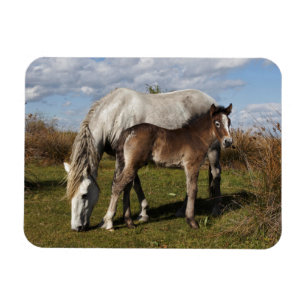Camargue Horse Foal mit Mutter Magnet