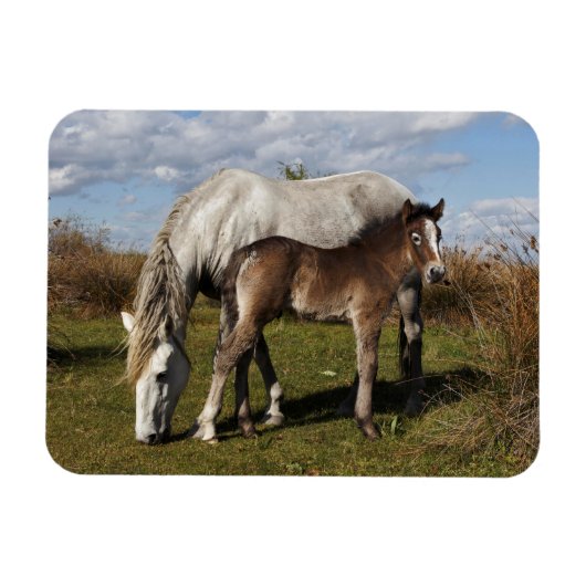Camargue Horse Foal mit Mutter Magnet (Horizontal)