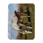 Camargue Horse Foal mit Mutter Magnet (Vertikal)