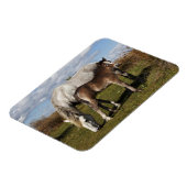 Camargue Horse Foal mit Mutter Magnet (Linke Seite)