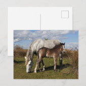 Camargue Horse Foal mit Mutter Postkarte (Vorne/Hinten)
