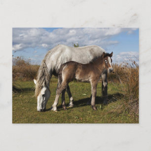 Camargue Horse Foal mit Mutter Postkarte