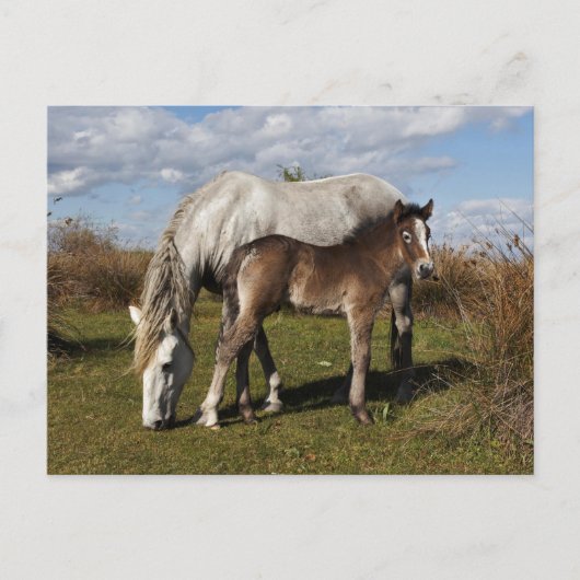 Camargue Horse Foal mit Mutter Postkarte (Vorderseite)