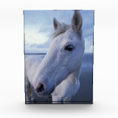 Camargue Horse Fotoblock (Vorderseite)