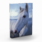 Camargue Horse Fotoblock (Links)