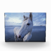 Camargue Horse Fotoblock (Vorderseite)