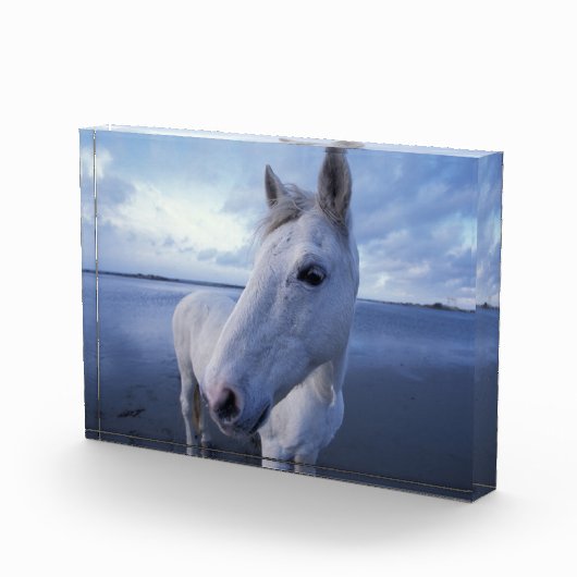 Camargue Horse Fotoblock (Rechts)