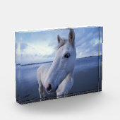Camargue Horse Fotoblock (Links)