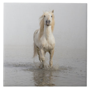 Camargue Horse im Wasser Fliese