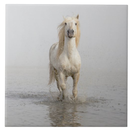 Camargue Horse im Wasser Fliese (Vorderseite)