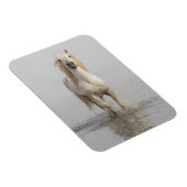 Camargue Horse im Wasser Magnet (Rechte Seite)
