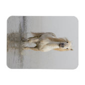 Camargue Horse im Wasser Magnet (Horizontal)