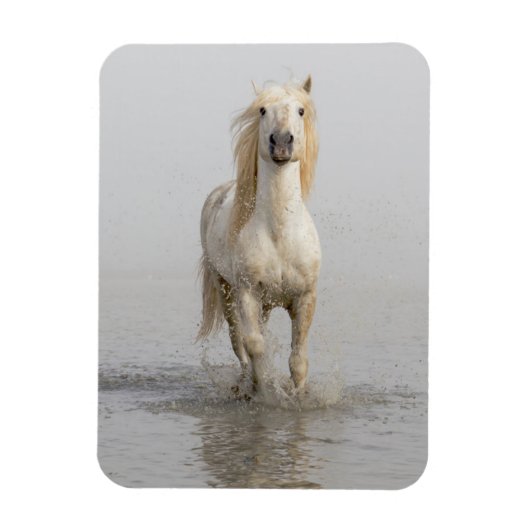 Camargue Horse im Wasser Magnet (Vertikal)