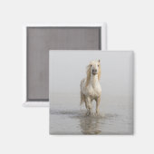 Camargue Horse im Wasser Magnet (Vorderseite/Rückseite)