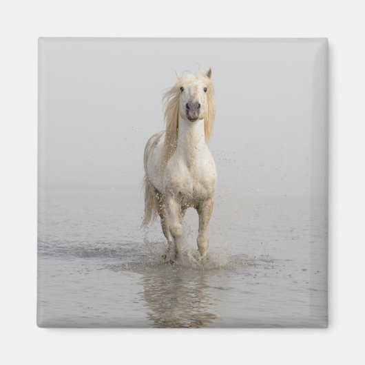 Camargue Horse im Wasser Magnet (Vorne)