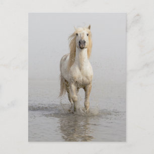 Camargue Horse im Wasser Postkarte