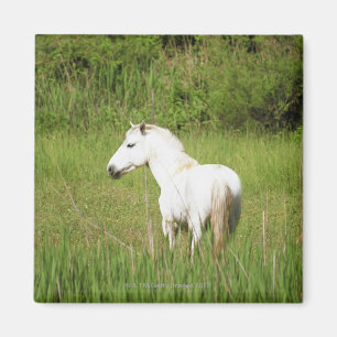 Camargue Horse in den Alpen Côte d'Azur Magnet