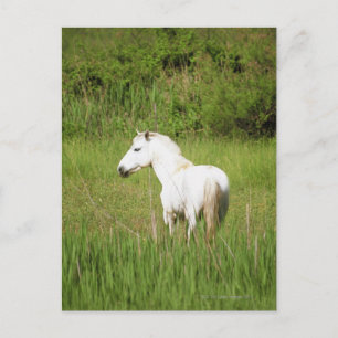 Camargue Horse in den Alpen Côte d'Azur Postkarte