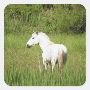 Camargue Horse in den Alpen Côte d'Azur Quadratischer Aufkleber