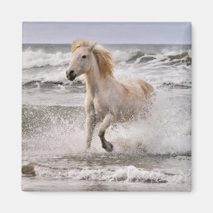 Camargue Horse läuft aus dem Surf Magnet