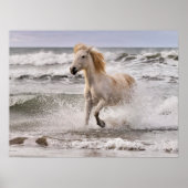 Camargue Horse läuft aus dem Surf Poster (Vorne)