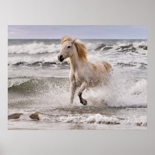 Camargue Horse läuft aus dem Surf Poster (Vorne)