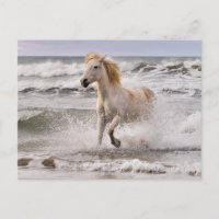 Camargue Horse läuft aus dem Surf