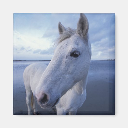 Camargue Horse Magnet (Vorne)