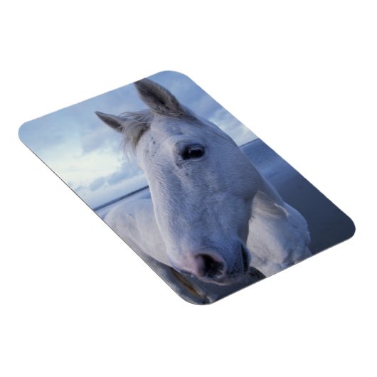 Camargue Horse Magnet (Rechte Seite)
