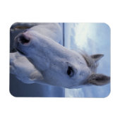 Camargue Horse Magnet (Horizontal)