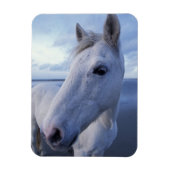 Camargue Horse Magnet (Vertikal)