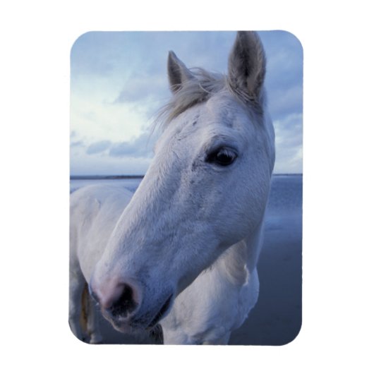 Camargue Horse Magnet (Vertikal)